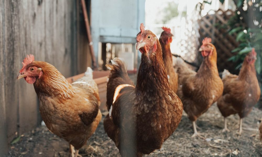 Subsidi Ayam Tamat Bermula 1 November