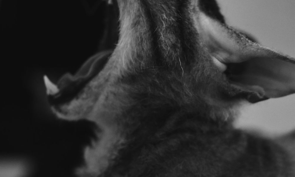 Remaja 13 Tahun Jadi Kes Pertama Rabies di Sarawak Tahun Ini